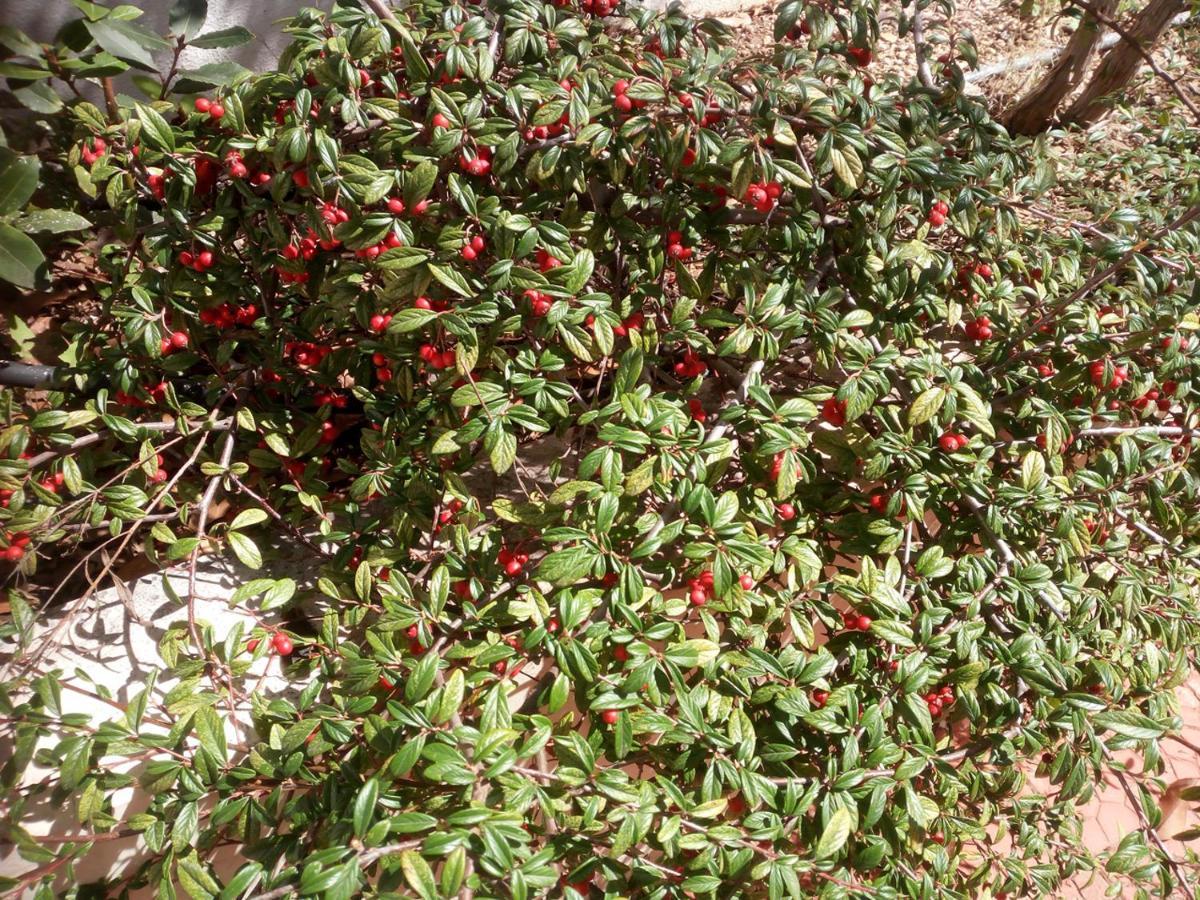 PalombaioIl Giardino Di Niu住宿加早餐旅馆 外观 照片
